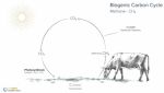 Biogenic Carbon Cycle Biogenic Carbon Cycle