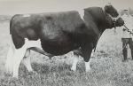 Bulle Pabst Ideal; Quelle: Deutsche Holsteins, Die Geschichte Einer Zucht 1999, Ulmer Verlag