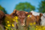 (c)Foto: Jens Kohrs, Bundesverband der Shorthorn-Züchter und –Halter e.V. (c)Foto: Jens Kohrs, Bundesverband der Shorthorn-Züchter und –Halter e.V.