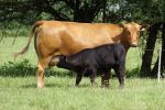 (c)BRS: Limousin mit Kalb (c)BRS: Limousin mit Kalb