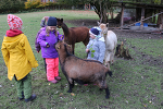 (c)Foto: Sabine Kolz | Schon die Kleinsten lernen hier den Umgang mit Tieren. Immer mehr Kinder wissen heute nichts mehr über das Leben und Arbeiten auf einem Bauernhof und nicht, wie unsere Nahrungsmittel erzeugt werden. Hier bekommen sie es mit viel pädagogischem Know-how gezeigt. Und das Wichtigste, sie dürfen es auch selber tun – mit Kopf, Herz und Hand. (c)Foto: Sabine Kolz | Schon die Kleinsten lernen hier den Umgang mit Tieren. Immer mehr Kinder wissen heute nichts mehr über das Leben und Arbeiten auf einem Bauernhof und nicht, wie unsere Nahrungsmittel erzeugt werden. Hier bekommen sie es mit viel pädagogischem Know-how gezeigt. Und das Wichtigste, sie dürfen es auch selber tun – mit Kopf, Herz und Hand.
