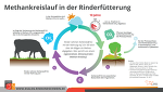 Methankreislauf In Der Rinderfütterung Methankreislauf In Der Rinderfütterung
