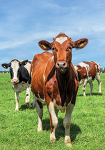 Rinder Weide IStock 1299818810 Clara Bastian Angekauft 20250610 Bearbeitet