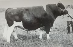Bulle Pabst Ideal; Quelle: Deutsche Holsteins, Die Geschichte Einer Zucht 1999, Ulmer Verlag